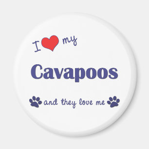 I Love My Cavapoos (Multiple Dogs) Magnet