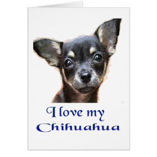 I  love My Chihuahua