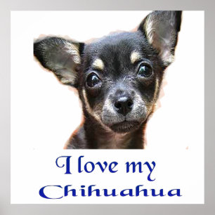 I love My Chihuahua Poster