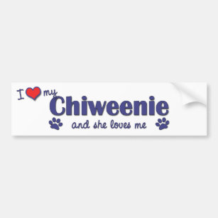 I Love My Chiweenie (Female Dog) Bumper Sticker