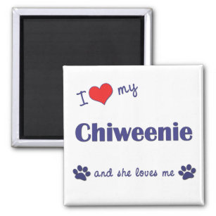 I Love My Chiweenie (Female Dog) Magnet