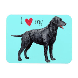 I Love my Curly-Coated Retriever Magnet