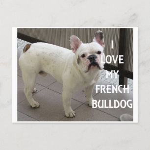 I Love My French Bulldog Postcard