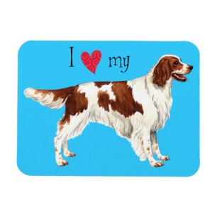 I Love my Irish Red and White Setter Magnet