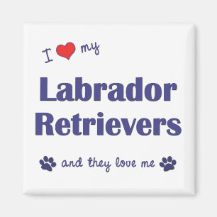 I Love My Labrador Retrievers (Multiple Dogs) Magnet