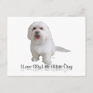 I Love My Little White Dog - Havanese Postcard