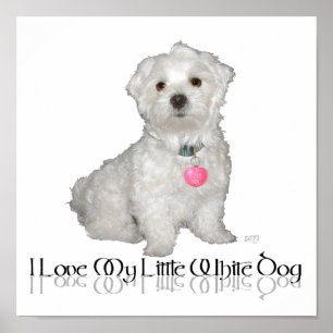 I Love My Little White Dog - Maltese ! Poster