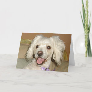 I Love My Little White Dog Poodle / Bichon Mix Card