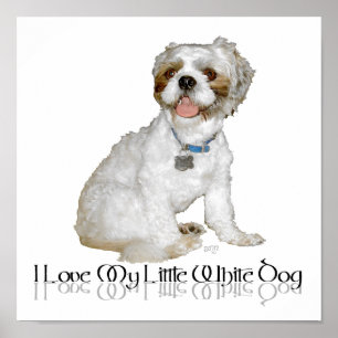 I Love My Little White Dog - Shih Tzu Poster