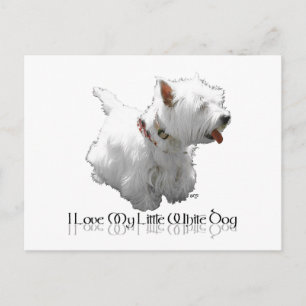I Love My Little White Dog - Westie Postcard