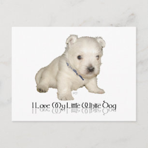 I Love My Little White Dog - Westie Puppy Postcard