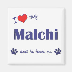 I Love My Malchi (Male Dog) Magnet