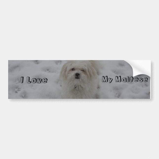 I Love, My Maltese Bumper Sticker (Front)