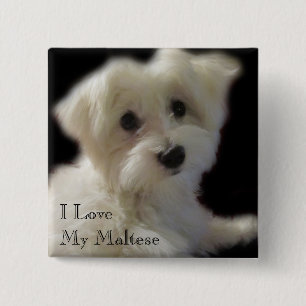 I Love My Maltese Button