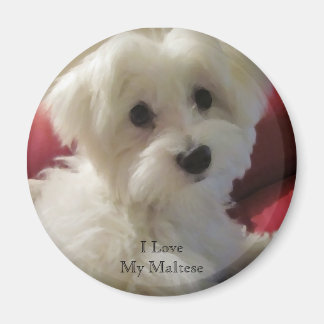 I Love My Maltese Magnet