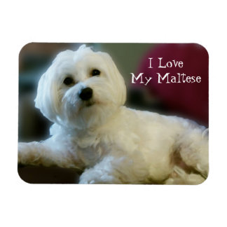 I Love My Maltese Magnet