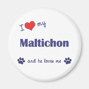 I Love My Maltichon (Male Dog) Magnet