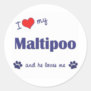 I Love My Maltipoo (Male Dog) Classic Round Sticker