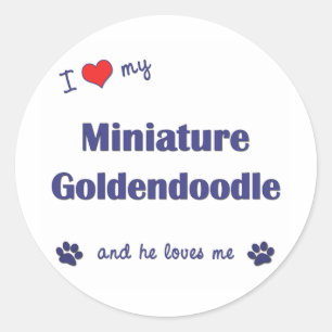 I Love My Miniature Goldendoodle (Male Dog) Classic Round Sticker