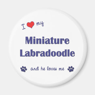 I Love My Miniature Labradoodle (Male Dog) Magnet