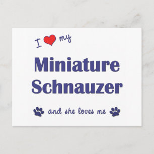 I Love My Miniature Schnauzer (Female Dog) Postcard