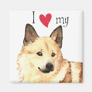 I Love my Norwegian Buhund Magnet