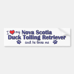 I Love My Nova Scotia Duck Tolling Retriever (He) Bumper Sticker