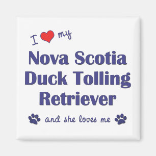 I Love My Nova Scotia Duck Tolling Retriever (She) Magnet
