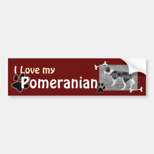 I love my Pomeranian Bumper Sticker
