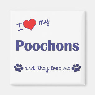 I Love My Poochons (Multiple Dogs) Magnet