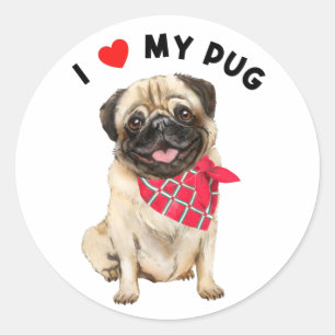 I Love My Pug Cute Pug Puppy Dog with Scarf Art  Classic Round Sticker