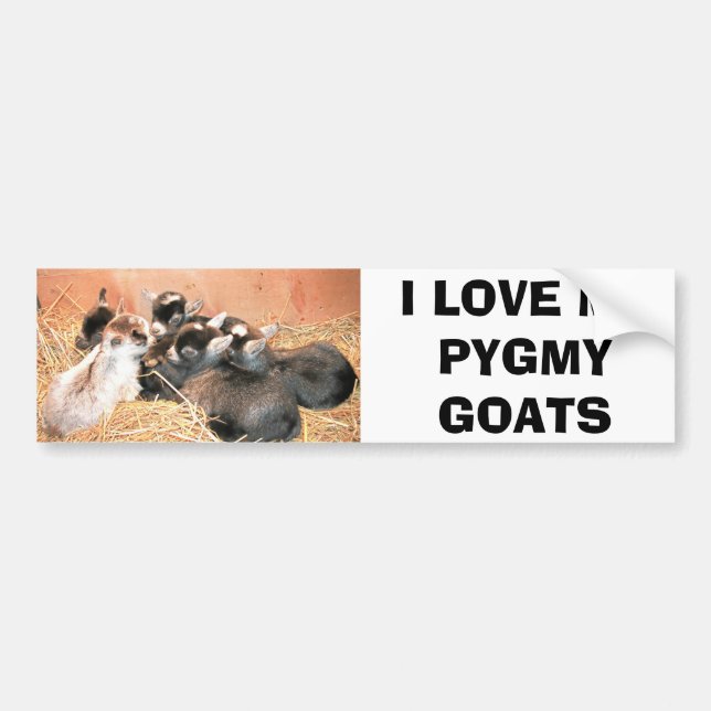 I LOVE MY PYGMY GOATS BUMPER STICKER (Front)