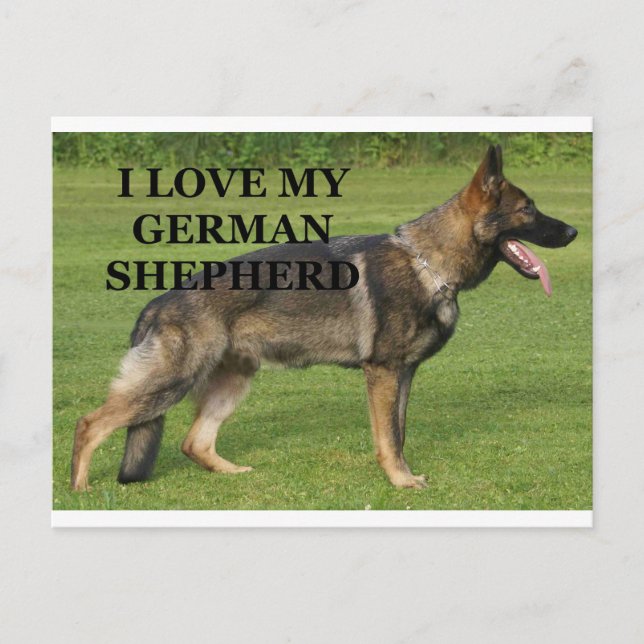 I love my sable german shepherd postcard (Front)