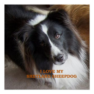 I Love My Shetland Sheepdog Poster
