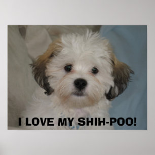 I LOVE MY SHIH-POO! POSTER