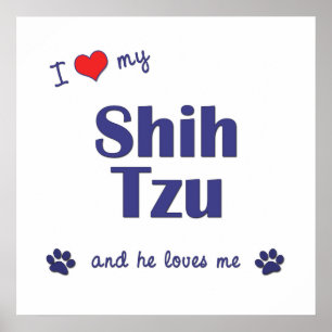 I Love My Shih Tzu (Male Dog) Poster