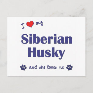 I Love My Siberian Husky (Female Dog) Postcard
