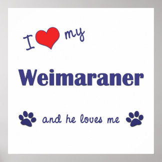 I Love My Weimaraner (Male Dog) Poster