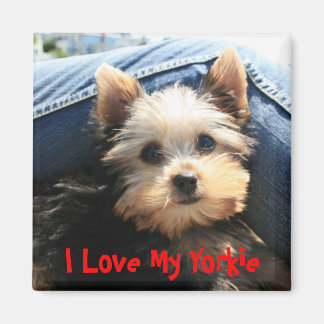 I Love My Yorkie Magnet