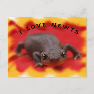 I Love Newts Postcard