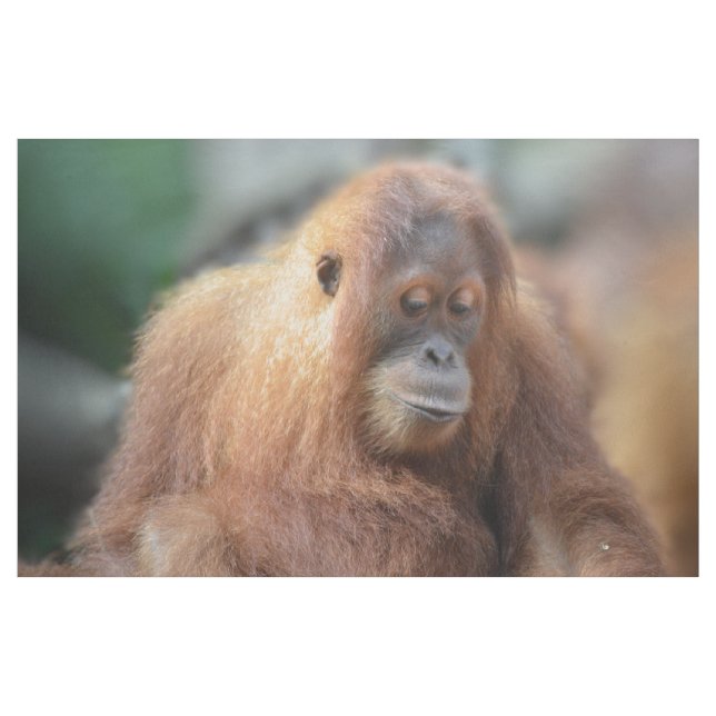 I love Orangutans Fabric (Yard)