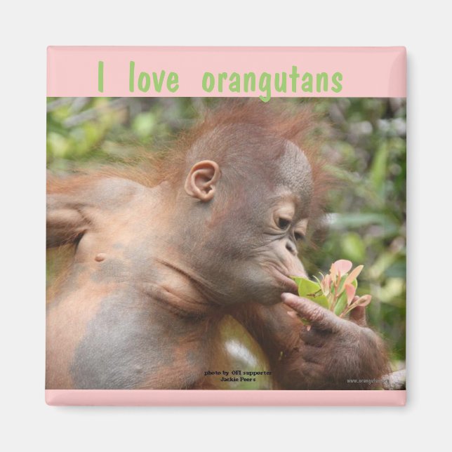 I Love Orangutans Magnet (Front)
