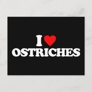 I LOVE OSTRICHES POSTCARD