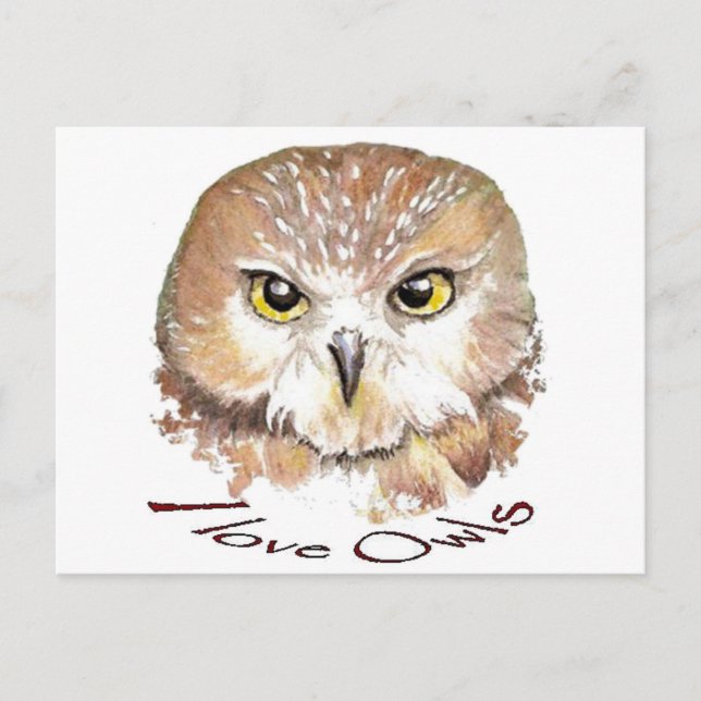 I love Owls, Saw Whet Bird Postcard (Front)