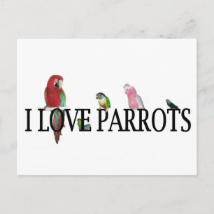 I Love Parrots Postcard