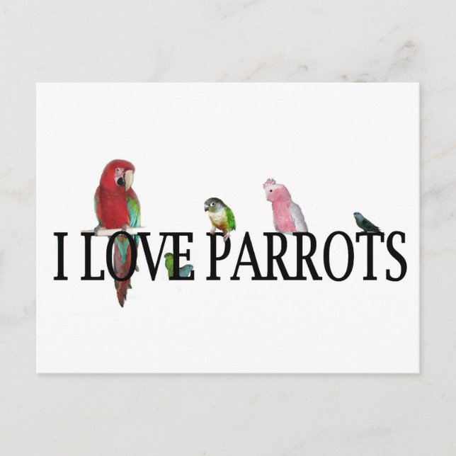I Love Parrots Postcard (Front)