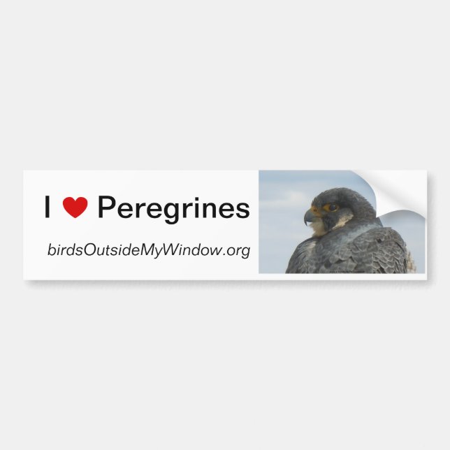 I Love Peregrines Pittsburgh Bumper Sticker (Front)