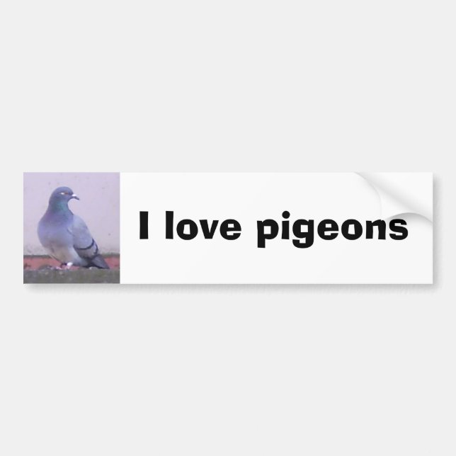 I love pigeons bumper sticker (Front)