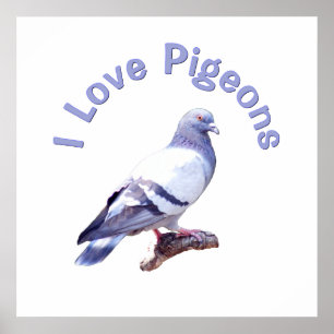 I Love Pigeons Poster