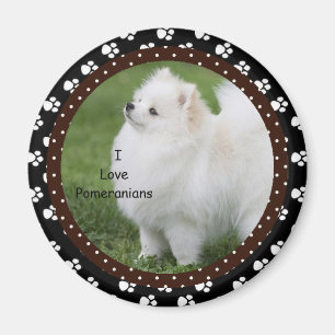 I love Pomeranian Dog Magnet 2